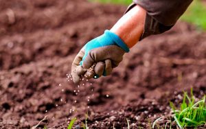 Read more about the article Importação de fertilizantes deve cair 50% no mês de Outubro