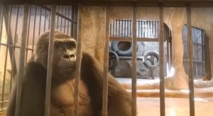 Read more about the article Ativistas lutam para libertar ‘gorila mais triste do mundo’ de shopping na Tailândia