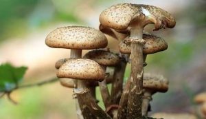 Read more about the article Pesquisadores revelam que “cogumelos mágicos” podem ajudar no tratamento da depressão
