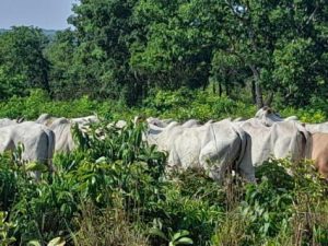 Read more about the article Homem é preso acusado de negociar venda de gado furtado; 80 animais recuperados