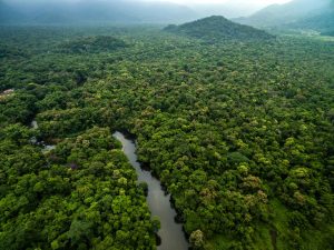 Read more about the article Brasil, Indonésia e Congo vão criar a ‘Opep das florestas’
