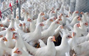 Read more about the article Produtores são alertados para importância da prevenção da influenza aviária após registros de casos na Colômbia