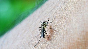 You are currently viewing Instituto Emílio Ribas recruta voluntários para teste de vacina contra chikungunya