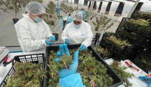 Read more about the article Anvisa autoriza primeira importação de cannabis in natura produzida no Uruguai