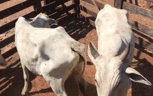 Read more about the article Suspeitos por furto e receptação de gado foram presos no Alto Boa Vista