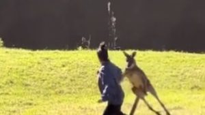 Read more about the article Turista tenta se aproximar de um canguru selvagem e é atacada