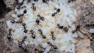 Read more about the article Formigas produzem ‘leite’ para alimentar larvas, descobrem cientistas