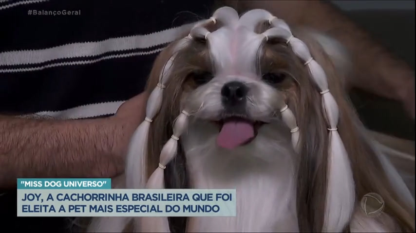 You are currently viewing Shih-tzu brasileira vence competição internacional de cães