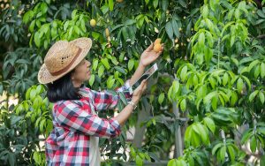 Read more about the article Aposentaria rural: Saiba quais são as regras para as mulheres