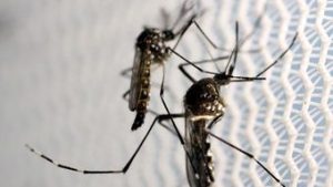 Read more about the article Entenda a diferença entre pernilongo e mosquito da dengue