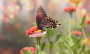 Read more about the article Me chama que eu vou: saiba como atrair borboletas para o seu jardim