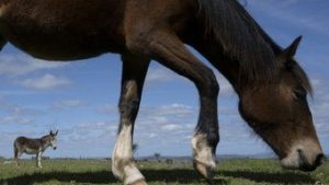 Read more about the article ONG resgata cavalos de serem abatidos em frigorífico no Uruguai