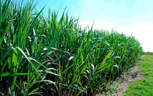 Read more about the article Cana-de-açúcar tem aumento de até 20% na produção com novo bioinsumo