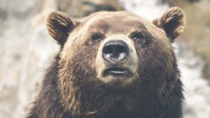 Read more about the article Funcionário de zoológico no Uzbequistão é espancado até a morte por urso faminto