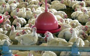 Read more about the article Gripe aviária pode ser prevenida com cuidados de biosseguridade
