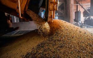 Read more about the article Safra de cereais, leguminosas e oleaginosas deve ter recorde de 296,2 milhões de toneladas em 2023