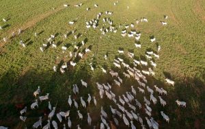 Read more about the article Carnes de bovinos e búfalos receberão contribuição da sociedade sobre rastreabilidade