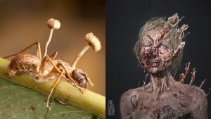 Read more about the article Cordyceps: fungo de The Last Of Us é real?