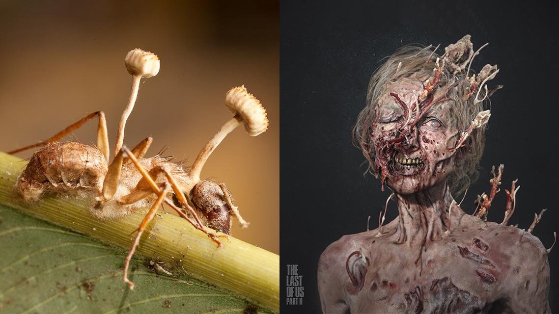 You are currently viewing Cordyceps: fungo de The Last Of Us é real?