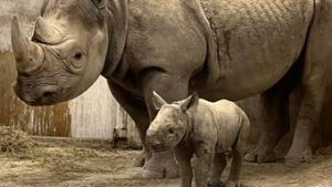 Read more about the article Zoológico dos EUA inova e faz chá revelação de rinoceronte; assista