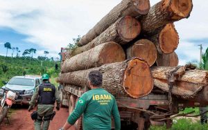 Read more about the article Sistemas de controle florestal terão fraudes fiscalizadas por grupo