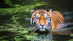 Read more about the article Indonésia registra segundo ataque de tigre em poucos dias
