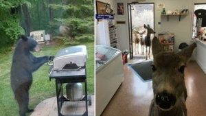 Read more about the article Urso ‘churrasqueiro’ e selfie de cervo: fotos mostram animais em situações muito bizarras