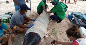 Read more about the article Baleia ferida encalha e morre em praia de Maragogi; veja vídeos