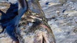 Read more about the article Imagem assustadora: fotógrafa encontra tubarão congelado e ferido em praia