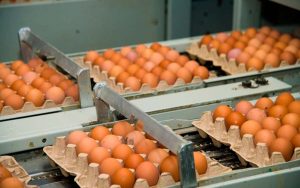 Read more about the article Produção de aves e ovos são impulsionadas pelo consumo interno e pela tecnificação no MS