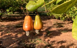 Read more about the article Conhecimentos técnico-científicos para a cajucultura são promovidos através de estudos