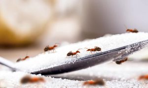 Read more about the article Direto da Cozinha: Receitas caseiras para livrar sua casa das formigas de uma vez por todas!