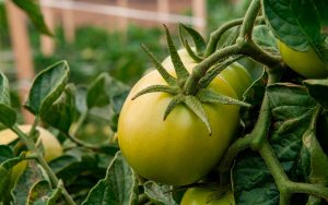 Read more about the article VBP do tomate deve aumentar 45,1%, em GO