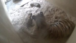 Read more about the article Filhotes gêmeos de tigre-de-sumatra nascem em zoológico no Reino Unido; assista ao vídeo