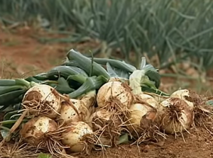 Read more about the article Santa Catarina colhe a maior safra de cebola dos últimos anos