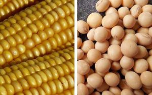 Read more about the article Soja e milho são destaques na Crop Monitor for AMIS com suas condições de colheitas