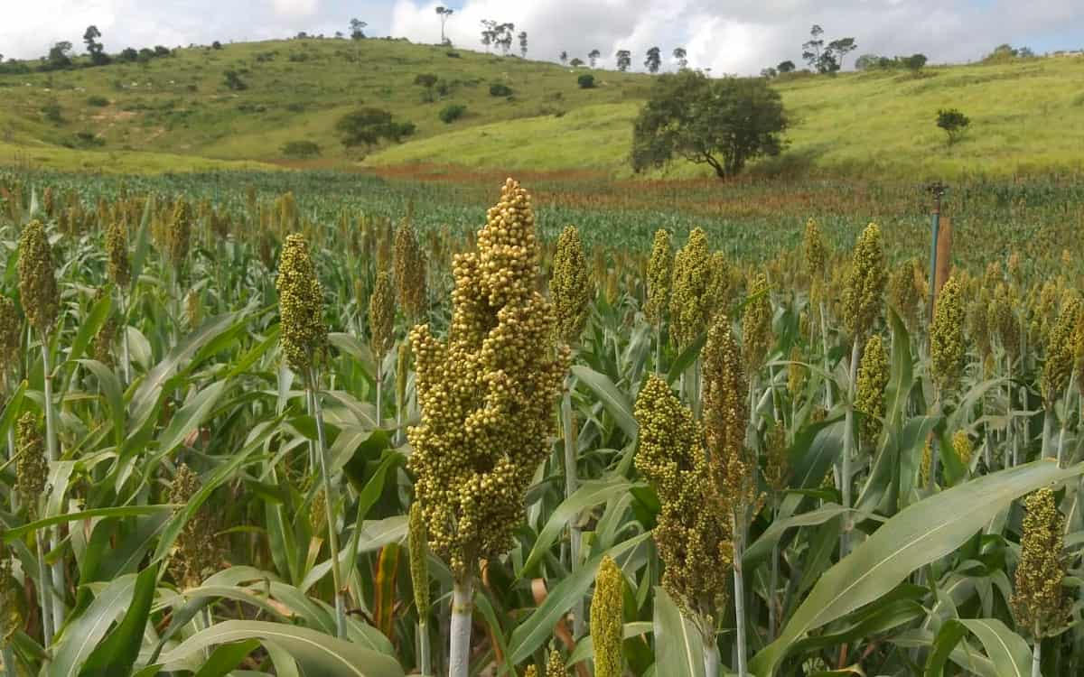 You are currently viewing Resultados de tecnologias agropecuárias no Semiárido Mineiro foram conferidas por produtores