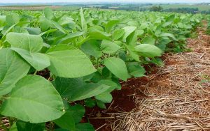 Read more about the article Desafios da produção sustentável de soja na região Central de Minas foram debatidos em dia de campo