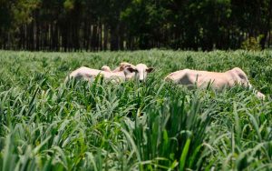 Read more about the article Nova cultivar de capim-andropogon será apresentada na Dinapec