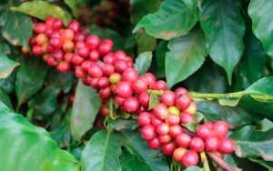 Read more about the article Soluções para a cultura do café serão apresentadas em dia de campo