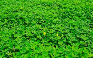 Read more about the article Amendoim forrageiro tem nova cultivar apresentada na Embrapa