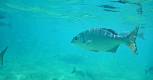 Read more about the article Pargo Salema, o peixe que pode fazê-lo ver animais ASSOMBROSOS