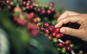 Read more about the article Café: Colheita do café robusta começa de forma pontual no ES