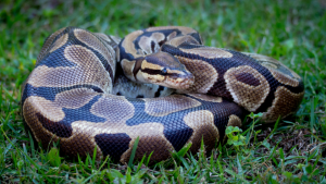 Read more about the article Cadáver é encontrado junto a mais de 100 cobras e a um jacaré