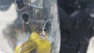 Read more about the article Pássaro em extinção é apreendido em garrafa plástica em São Paulo