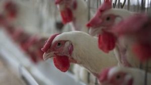 Read more about the article OMS confirma primeira morte por gripe aviária H3N8 no mundo 