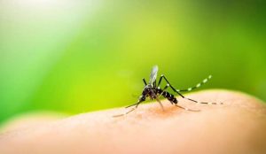 Read more about the article Ministério da Saúde divulga novos dados sobre mortes por dengue no País