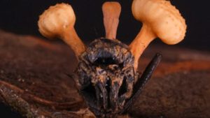 Read more about the article Insetos zumbis: pesquisador brasileiro mostra o ‘mundo cruel’ dos fungos que atacam animais