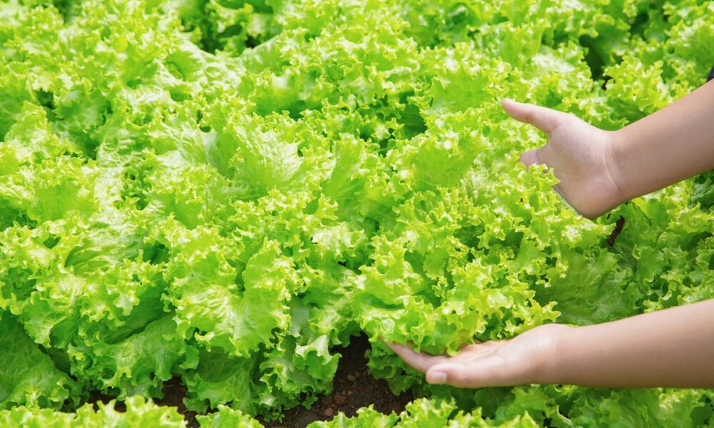 You are currently viewing Aprenda a cultivar alface em casa e tenha saladas frescas todos os dias!