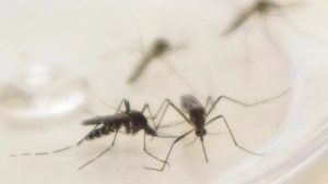 Read more about the article Quinto óbito por dengue é confirmado no município de Foz do Iguaçu, em 2023